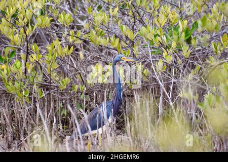 A lone Tricolored heron (Egretta tricolor) among the shrubs of the mangrove in San Pedro, Belize. Stock Photo