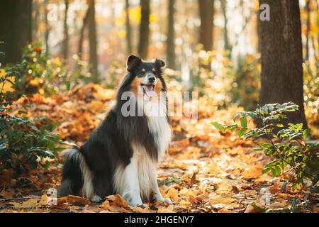 Tricolor Rough Collie, Funny Scottish Collie, Long-haired Collie, English Collie, Lassie Dog Sitting Outdoors In Autumn Day. Portrait. Tricolor Rough Stock Photo