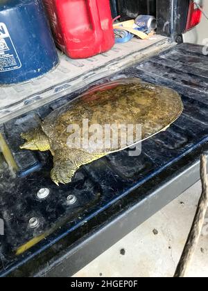 Smooth soft shell Turtle on back of tailgate found in Nebraska Platte rivers . High quality photo Stock Photo