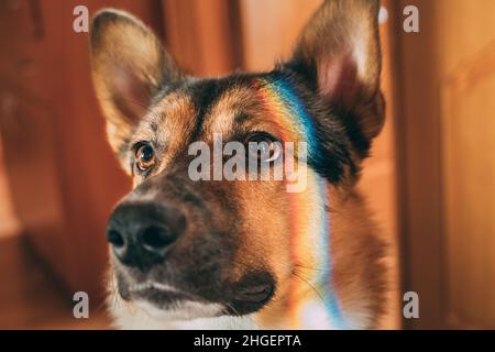 Reflection Of A Multi-colored Rainbow On The Face Of A Dog. Mixed-breed Dog Lying On Floor Indoor. Reflection Of A Multi-colored Rainbow On The Face Stock Photo