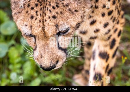 Close-up of an approaching cheetah (Acinonyx jubatus) at Jacksonville Zoo and Gardens in Jacksonville, Florida. (USA) Stock Photo