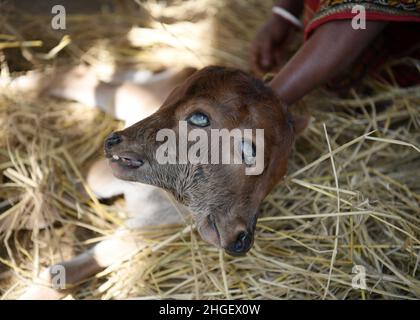 A calf suffering from a rare condition called polycephaly, literally meaning 'multiple heads' with four eyes, two mouths and two ears. Agartala. The calf is located at a cow shed in Dalak Samatal Para of Amarpur, Tripura, India. Stock Photo