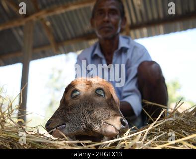 A calf suffering from a rare condition called polycephaly, literally meaning 'multiple heads' with four eyes, two mouths and two ears. Agartala. The calf is located at a cow shed in Dalak Samatal Para of Amarpur, Tripura, India. Stock Photo