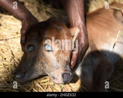 A calf suffering from a rare condition called polycephaly, literally meaning 'multiple heads' with four eyes, two mouths and two ears. Agartala. The calf is located at a cow shed in Dalak Samatal Para of Amarpur, Tripura, India. Stock Photo