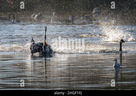 A flock of Canada Geese in flight and landing on a lake with water splashes. Stock Photo