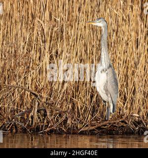Heron waiting in the reed bed Stock Photo
