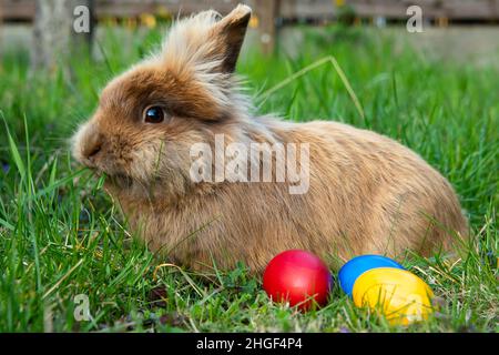 Brown dwarf rabbit and three easter eggs (red, yellow) in the meadow, sunny evening in spring Stock Photo