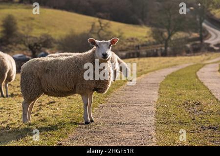 Sheep near Robin Hood's Stride, Derbyshire Peak District, UK Stock Photo