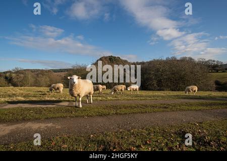 Sheep near Robin Hood's Stride, Derbyshire Peak District, UK Stock Photo