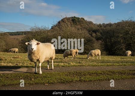 Sheep near Robin Hood's Stride, Derbyshire Peak District, UK Stock Photo