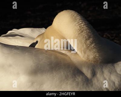 single Mute Swan (Cygnus olor) preening snow white plumage - low sun - bright Winter light - Leighton Moss RSPB NR in North Lancashire, England,UK Stock Photo