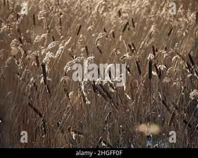 Low Bull Rushes Bulrushes at Leighton Moss RSPB nature reserve, Lancashire Stock Photo ...