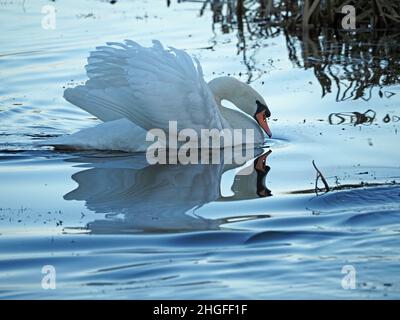 single Mute Swan (Cygnus olor) displaying - raised wings reflected in rippled water - Winter light - Leighton Moss RSPB NR, Lancashire, England,UK Stock Photo