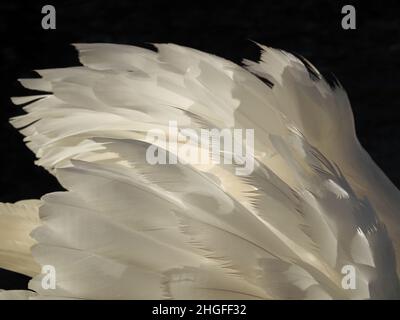 bright Winter light shining through raised wing of displaying Mute Swan (Cygnus olor) in low sun - Leighton Moss RSPB NR, North Lancashire, England,UK Stock Photo