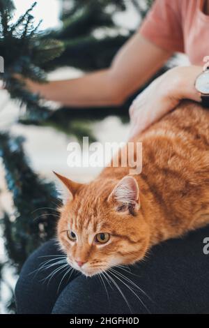 Close-up portrait of an ginger cat luing on woman's hands. Woman embracing cat indoor. Adorable pet. Stock Photo