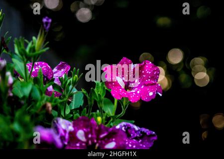 Pink petunias at sunset with intense bokeh Stock Photo