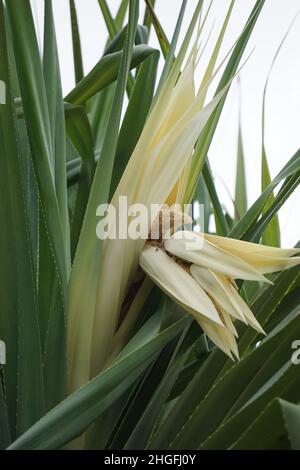 Fragrant Screwpine flower (Pandanus fascicularis, Pandanus odorifer, Pandanus tectorius) with nature background. Stock Photo