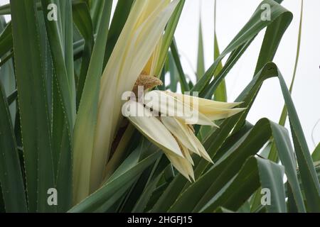 Fragrant Screwpine flower (Pandanus fascicularis, Pandanus odorifer, Pandanus tectorius) with nature background. Stock Photo