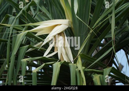 Fragrant Screwpine flower (Pandanus fascicularis, Pandanus odorifer, Pandanus tectorius) with nature background. Stock Photo