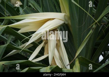 Fragrant Screwpine flower (Pandanus fascicularis, Pandanus odorifer, Pandanus tectorius) with nature background. Stock Photo