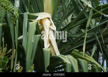 Fragrant Screwpine flower (Pandanus fascicularis, Pandanus odorifer, Pandanus tectorius) with nature background. Stock Photo