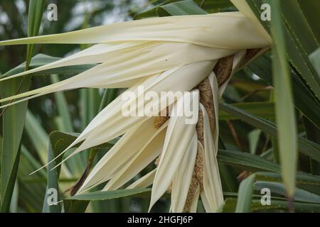 Fragrant Screwpine flower (Pandanus fascicularis, Pandanus odorifer, Pandanus tectorius) with nature background. Stock Photo