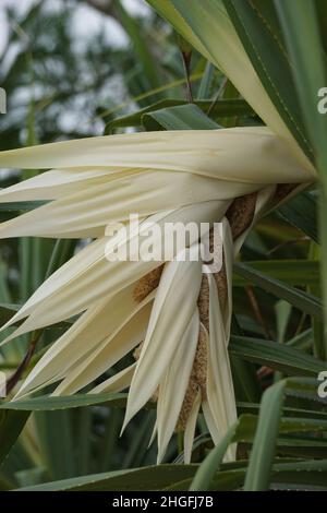 Fragrant Screwpine flower (Pandanus fascicularis, Pandanus odorifer, Pandanus tectorius) with nature background. Stock Photo