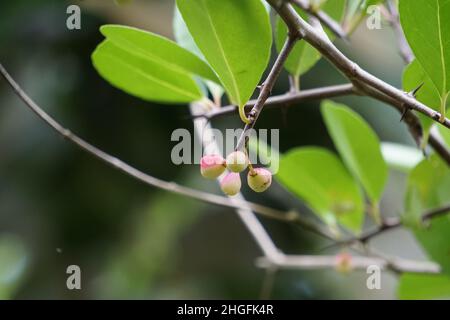 Prunus angustifolia (Also called Chickasaw plum, Cherokee plum, Florida sand) with a natural background Stock Photo