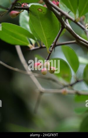 Prunus angustifolia (Also called Chickasaw plum, Cherokee plum, Florida sand) with a natural background Stock Photo