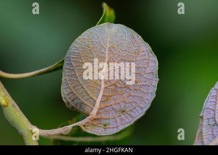 Underside of Salix cinerea subsp. oleifolia leaf showing rusty hairs Stock Photo