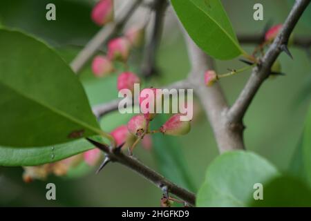 Prunus angustifolia (Also called Chickasaw plum, Cherokee plum, Florida sand) with a natural background Stock Photo