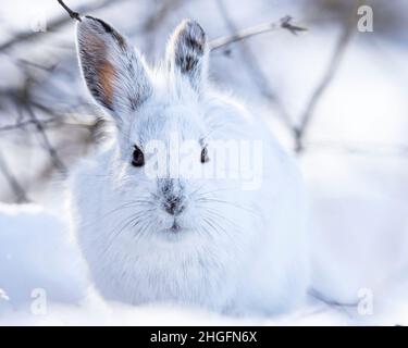 (Ottawa, Canada---20 January 2022) Snowshoe hare. Stock Photo
