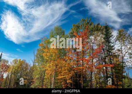 Autum color from maple trees with gold orange red and green pines on a mostly sunny day with blue sky with white clouds. Stock Photo