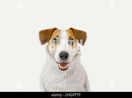 Cute jack Russell wearing gray sweater sitting on light background. Preparation for autumn-winter season. Stock Photo
