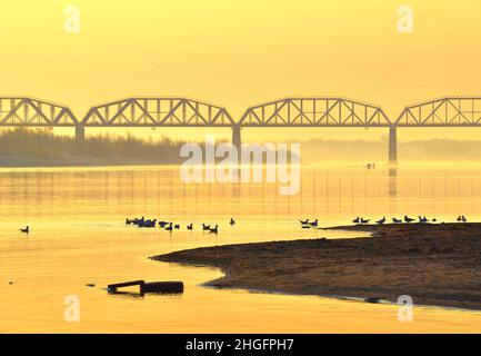 The bank of the Ob River. Seagulls on the golden surface of the water, a railway bridge in the morning fog. Novosibirsk, Siberia, Russia, 2021 Stock Photo