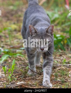 Pet domestic cat walking towards camera in prowlng, confident pose during summer time. Stock Photo