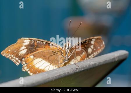 Female cairns birdwing butterfly with broken wings Stock Photo