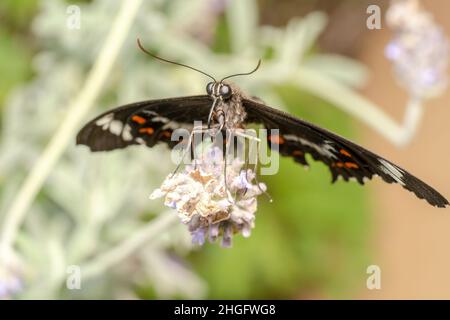 Furry orchard swallowtail butterfly with orange and white patterns Stock Photo