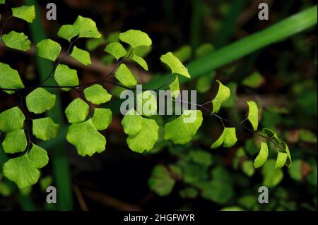 A Maidenhair Fern (Adiantum Aethiopicum) is a popular pot plant in Australian homes, but it's very common in wetter forests of Southern Australia. Stock Photo