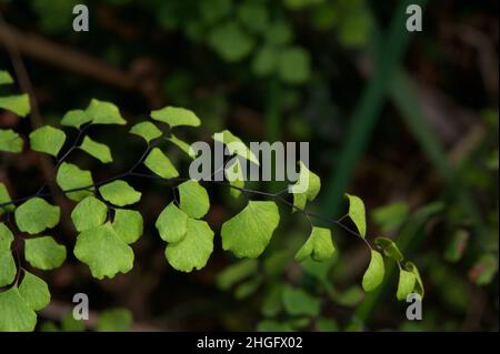 A Maidenhair Fern (Adiantum Aethiopicus) is often found in Australian homes, but is very common in the wetter forests of Southern Australia. Stock Photo