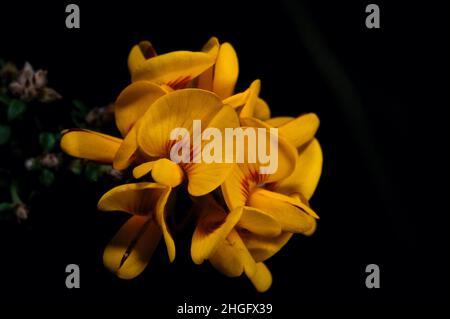 More Eggs And Bacon (Aotus Ericoides) for breakfast. These pretty flowers get up early every Spring. Hochkins Ridge Flora Reserve in Croydon North. Stock Photo