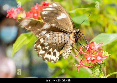 Thick Female cairns birdwing butterfly landing on flowers Stock Photo