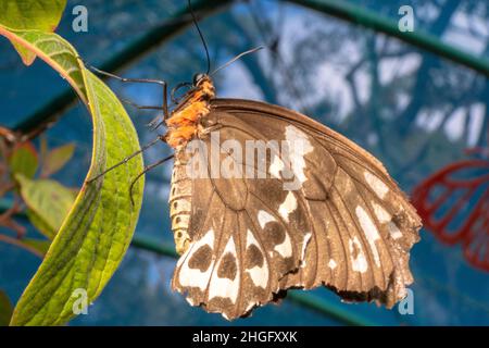 Cairns birdwing female butterfly with broken wings Stock Photo