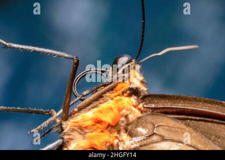 Cairns birdwing female butterfly with fluffy orange furs Stock Photo