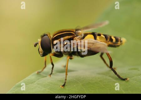 Closeup on a hairy dangling marsh-lover hoverfly, Helophilus pendulus, sitting on a green leaf in the garden Stock Photo