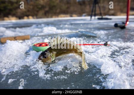 Green small fish on hook dangling from fishing line Stock Photo - Alamy