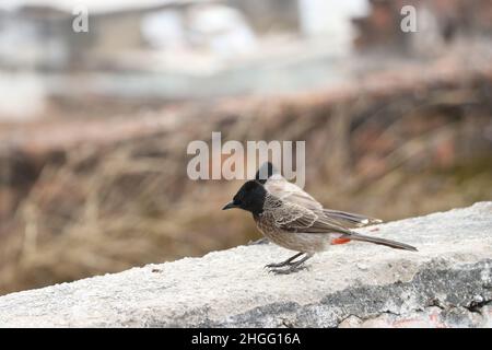 bird sitting on rough wall. Stock Photo