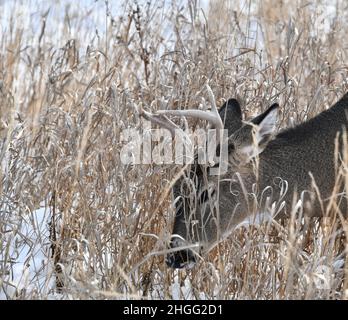 A white tailed buck eating dried grass on snow covered ground, by Thunder Bay, Ontario, Canada. Stock Photo