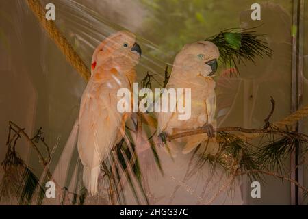 Two large pink parrots on a branch in Loro Parque, Tenerife Stock Photo