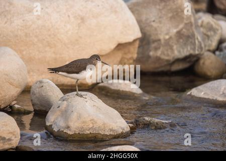 Green Sandpiper, Tringa ochropus, Uttarakhand, India Stock Photo